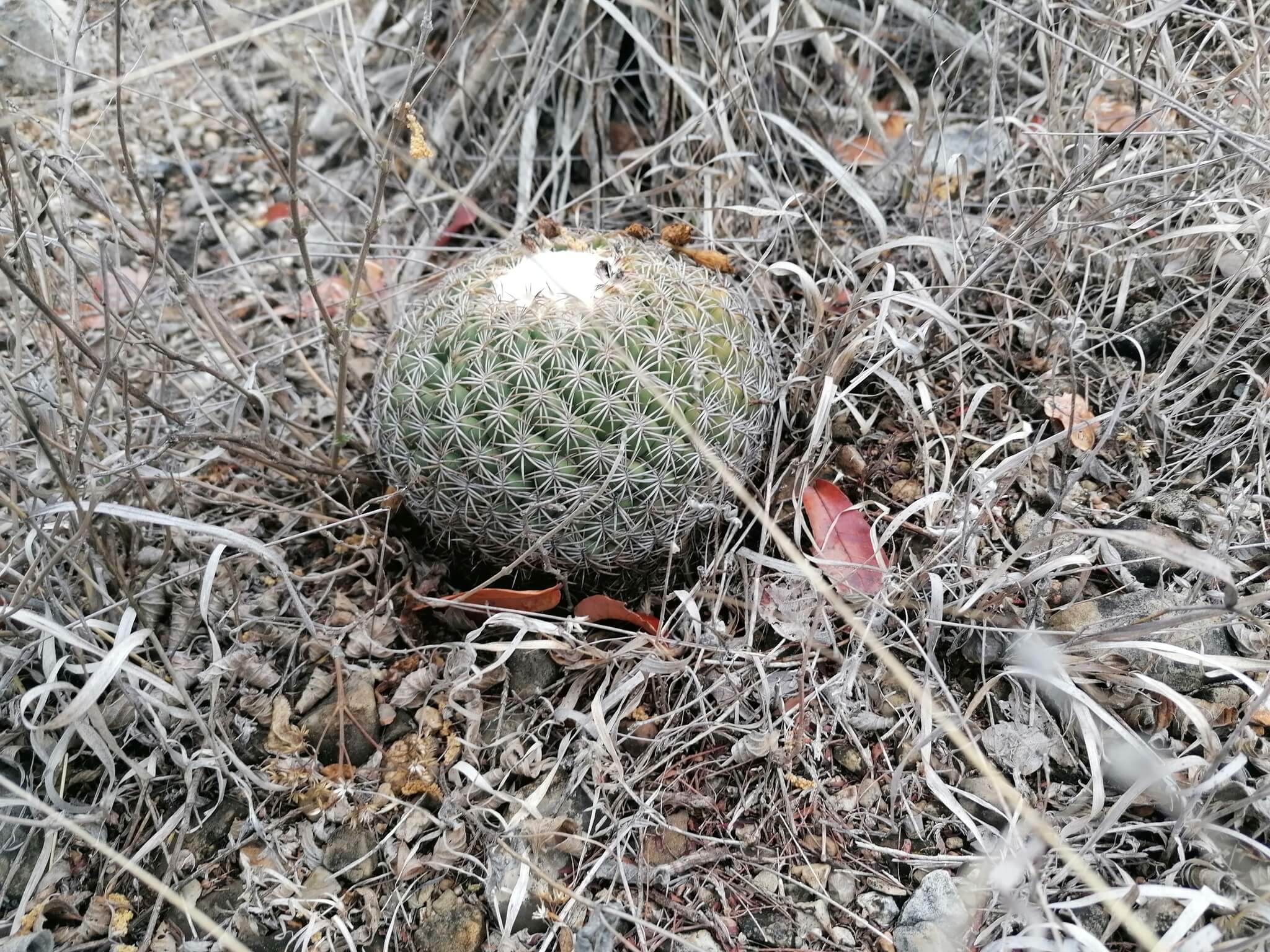 Coryphantha retusa